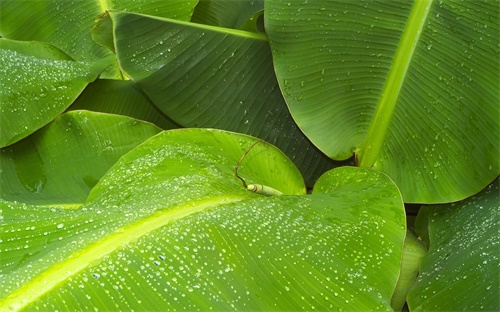 可可市场分析,热带雨林可可饮料市场需求强劲但不能大规模扩张